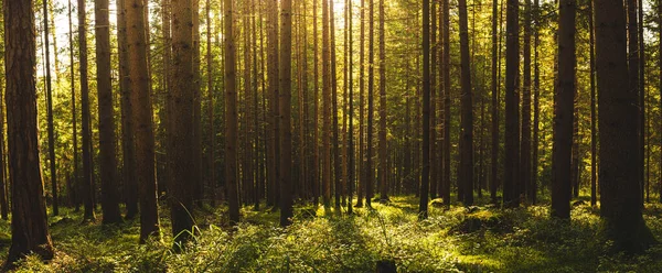 아름다운 녹색 숲의 전경과 햇빛이 비치고 있다. — 스톡 사진