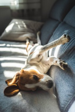 Yorgun av köpeği parlak odada bir kanepede uyur..