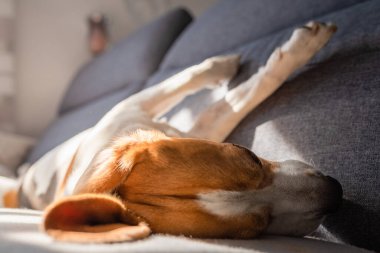 Yorgun av köpeği parlak odada bir kanepede uyur..