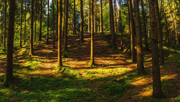 Bela floresta verde com raios de sol vindo através. — Fotografia de Stock