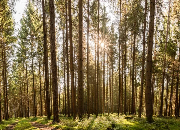 아름다운 녹색 숲의 전경과 햇빛이 비치고 있다. — 스톡 사진