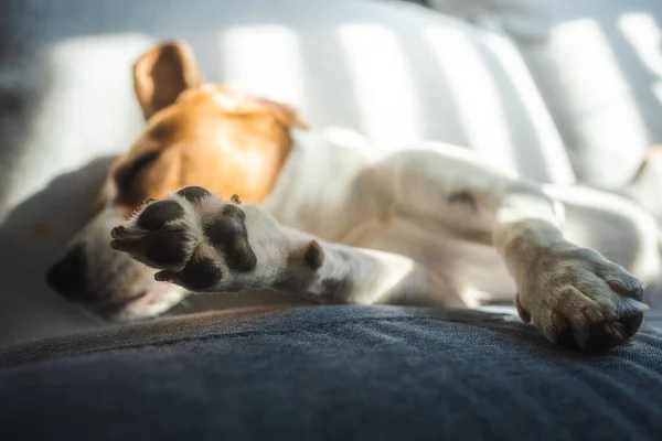 Tired beagle dog sleeps on a couch in bright room. — Stock Photo, Image