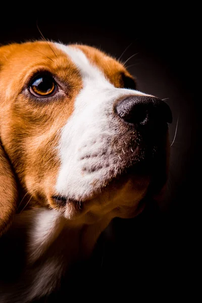 Beagle pies z dużymi oczami siedzi i patrząc w górę wieku na czarnym tle — Zdjęcie stockowe