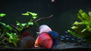 Su tankındaki sakin disk balığı yüzen balıklara yaklaş..