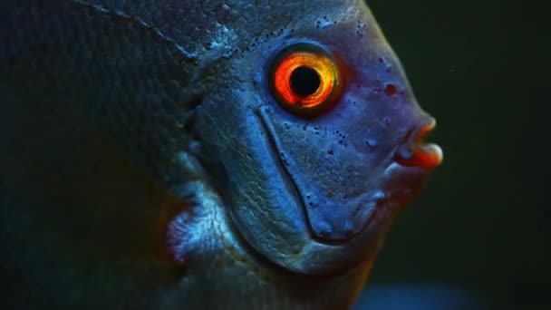 Blauwe vis discus zwemmen in het aquarium. Close-up van de visademhaling. — Stockvideo