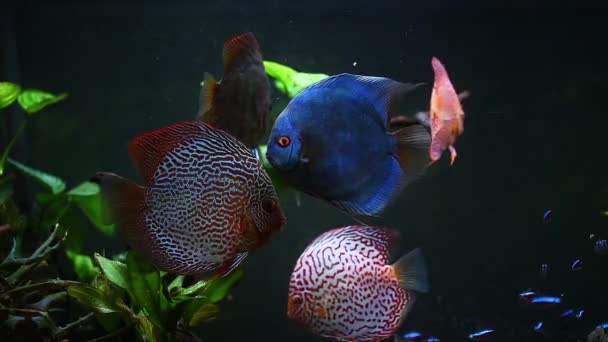 Calm discus fish in water tank Primer plano de peces flotando. — Vídeos de Stock