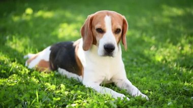 Kapatın. Gölgede yeşil çimlerin üzerinde yatan bir av köpeğinin portresi..