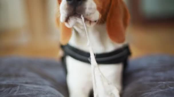 Puppy beagle dog lying on a sofa and tearing apart a sock. — Stock Video