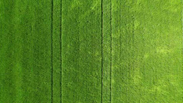 Vista aérea del campo de trigo verde natural. Tallos de trigo verde. Senderos de viento de brisa sutil en la superficie — Vídeos de Stock