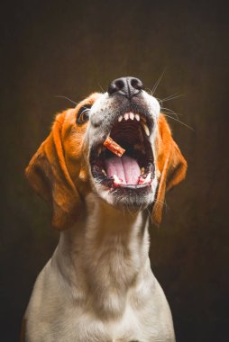 Tricolor Beagle köpeği stüdyoda bekliyor ve karanlık arka planda bir ödül yakalıyor. Köpek teması