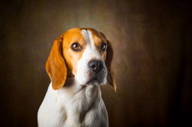Tricolor Beagle köpeği stüdyoda bekliyor ve karanlık arka planda bir ödül yakalıyor. Köpek teması