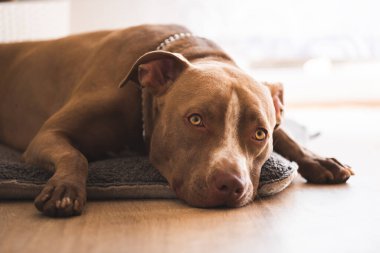 Köpek içeride ahşap zeminde uzanıyor, kahverengi amstaff teriyeri bahçe kapılarının yanında dinleniyor. Köpek arkaplanı