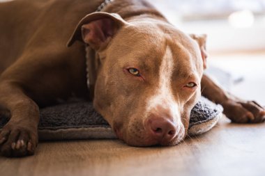 Köpek içeride ahşap zeminde uzanıyor, kahverengi amstaff teriyeri bahçe kapılarının yanında dinleniyor. Köpek arkaplanı