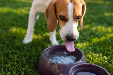 Beagle köpeği yaz güneşinden saklanan çimenlerin üzerinde serinlemek için su içiyor. Köpek temalı arka plan. Yaz sıcağından yoruldum..