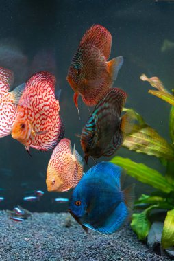 Akvaryumdaki Symphysodon disklerinden renkli balıklar. Tatlı su akvaryumu kavramı