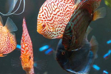 Akvaryumdaki Symphysodon disklerinden renkli balıklar. Tatlı su akvaryumu kavramı