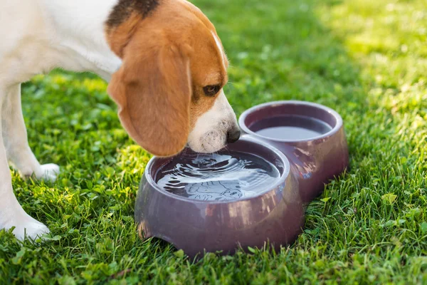 Beagle köpeği yaz güneşinden saklanan çimenlerin üzerinde serinlemek için su içiyor. Köpek temalı arka plan. Yaz sıcağından yoruldum..