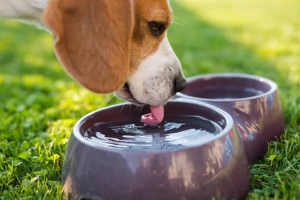 Beagle köpeği yaz güneşinden saklanan çimenlerin üzerinde serinlemek için su içiyor. Köpek temalı arka plan. Yaz sıcağından yoruldum..