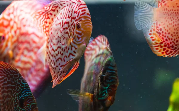 Красочные Рыбы Шипов Symphysodon Discus Аквариуме Концепция Пресноводных Аквариумов — стоковое фото