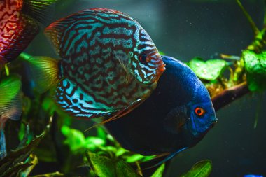Akvaryumdaki Symphysodon disklerinden renkli balıklar. Yakın çekim, seçici odaklanma.