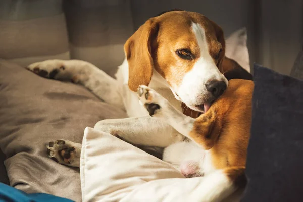 Beagle Hund Beißt Seine Juckende Haut Den Beinen Hautproblemallergien Mückenstiche — Stockfoto