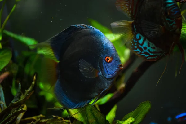 Colorful Fish Spieces Symphysodon Discus Aquarium Closeup Selective Focus — Stock Photo, Image