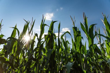 Yazın mavi gökyüzüne karşı mısır tarlası. Güneşin parlaklığı