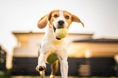 Bahçede kameraya doğru koşan otların üzerinde bir av köpeği. Köpek Arkaplanı.