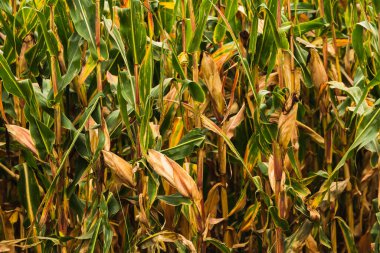 Mısır tarlasında mısır. Kahverengi ve yeşil yapraklar, sonbahar zamanı. Tarım kavramı.