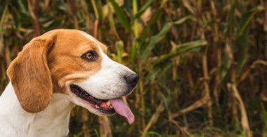Darı bitkilerine karşı köpek portresi. Dili çıkmış bir av köpeği. Köpek arkaplanı
