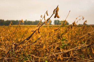 Tarlada kuru soya fasulyesi hasat için hazır. Tarım geri kafalılığı