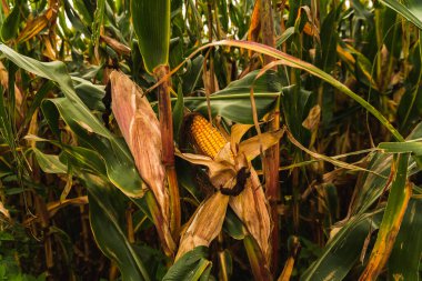 Mısır tarlasında mısır. Kahverengi ve yeşil yapraklar, sonbahar zamanı. Tarım kavramı.