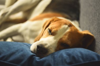 Köpek yorgun, kanepede uyuyor. Komik poz. Kanepedeki av köpeği..