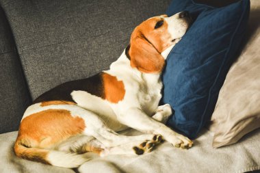 Köpek yorgun, kanepede uyuyor. Komik poz. Kanepedeki av köpeği..