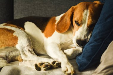 Köpek yorgun, kanepede uyuyor. Komik poz. Kanepedeki av köpeği..