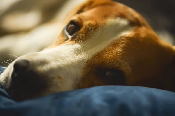Chien Fatigué Dort Sur Canapé Drôle Pose Beagle Sur Canapé — Photo