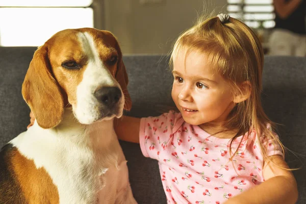 Criança Abraçando Cão Beagle Apertado Quarto Brilhante Cão Com Uma — Fotografia de Stock