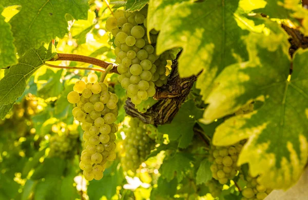 Weiße Trauben Mit Grünen Blättern Der Rebe Frisches Obst Erntezeit — Stockfoto