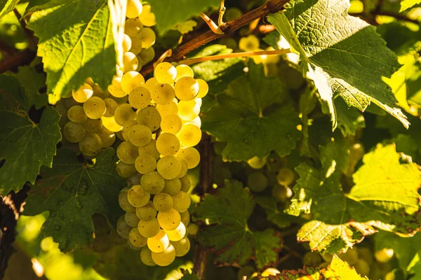 Weiße Trauben Mit Grünen Blättern Der Rebe Frisches Obst Erntezeit — Stockfoto