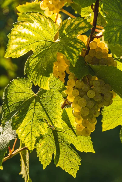 Raisin Blanc Aux Feuilles Vertes Sur Vigne Fruits Frais Récolte — Photo