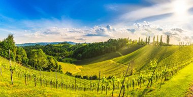 Yazın Eckberg, Gamliz, Styria, Avusturya yakınlarındaki Styrian Tuscany Vineyard panoraması şarap severler için turistik bir yerdir..