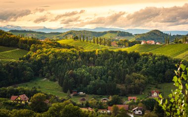 Styrian Tuscany Vineyard sonbaharda Eckberg, Gamliz, Styria, Avusturya yakınlarında. Şarap severler için turistik bir yer..
