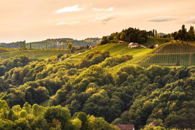 Styrian Tuscany Vineyard sonbaharda Eckberg, Gamliz, Styria, Avusturya yakınlarında. Şarap severler için turistik bir yer..