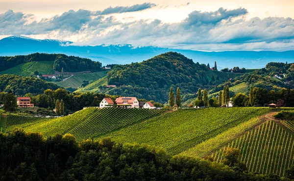 Stiria Toscana Vigneto Autunno Vicino Eckberg Gamliz Stiria Austria Località — Foto Stock