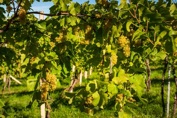 Cultures Raisins Blancs Avec Des Feuilles Vertes Sur Vigne Fruits — Photo