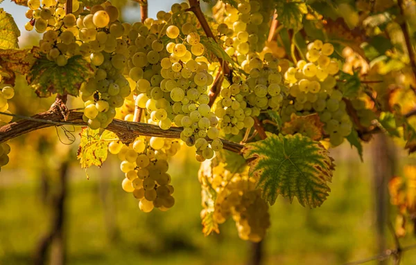 Cultures Raisins Blancs Avec Des Feuilles Vertes Sur Vigne Fruits — Photo
