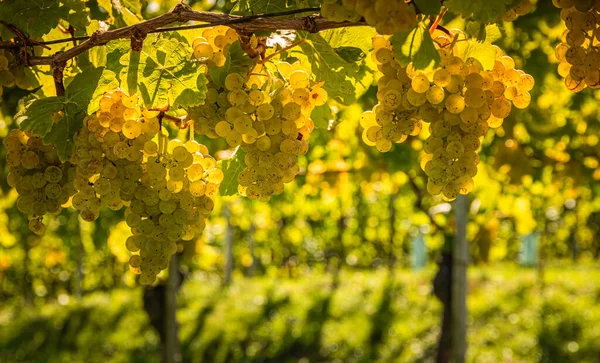 Белый Виноград Свисающий Пышной Зеленой Лозы Виноградный Фон Австрия Южная — стоковое фото