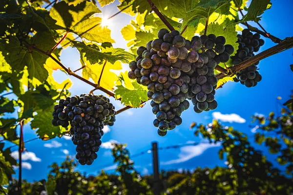 Red Grapes Vine Styrian Vineyard Temporada Cosecha Otoño Enfoque Selectivo —  Fotos de Stock