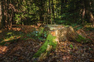 Ağaçta yeşil yosun var. Arka plan için ormanın güzel arka planı