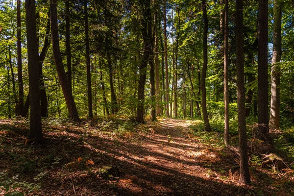 Hutan Hijau Yang Indah Dengan Matahari Terbit Melalui Pepohonan Latar — Stok Foto